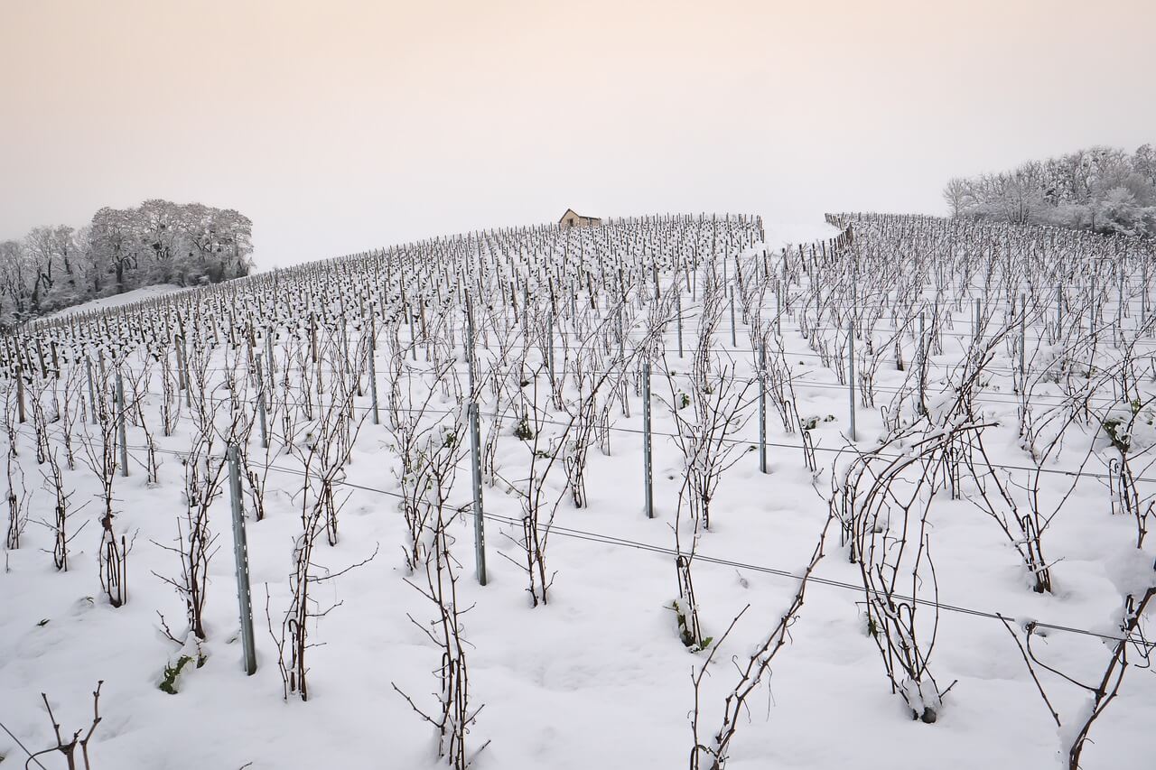 Winter winery clearance