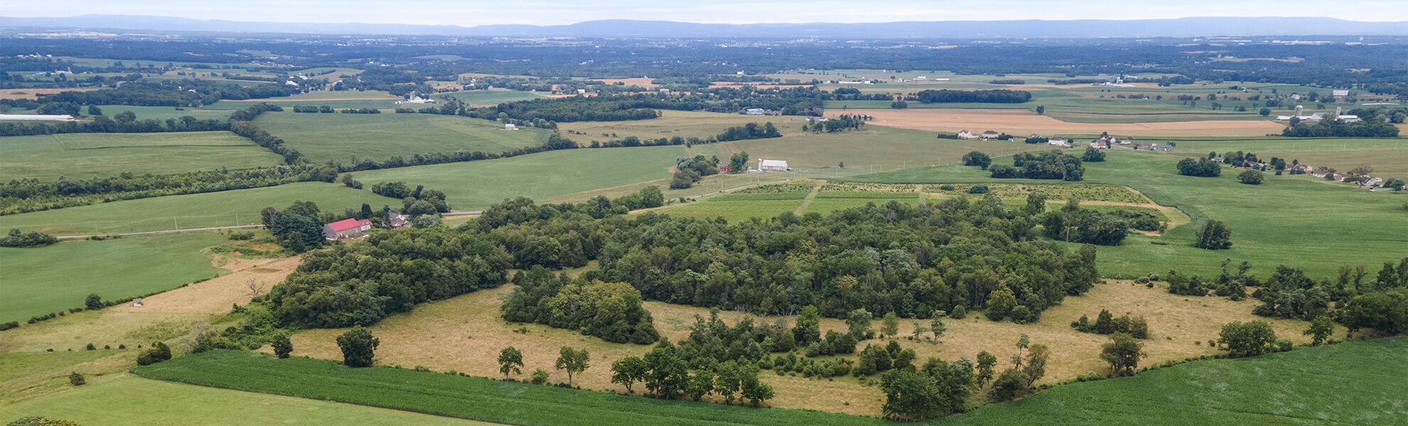 Knob Hall Winery