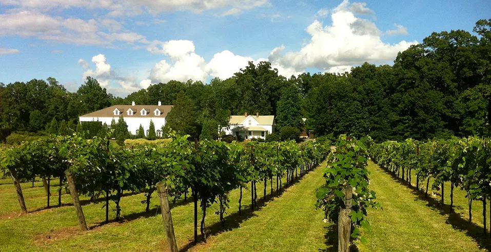 stonefield-cellars-feat