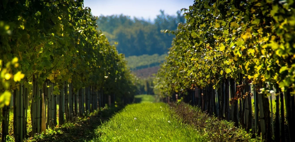 profitable-ve-winery-ve